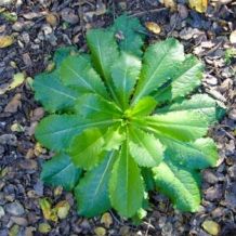 Wild Lettuce - Lactuca Virosa | 10 zaden